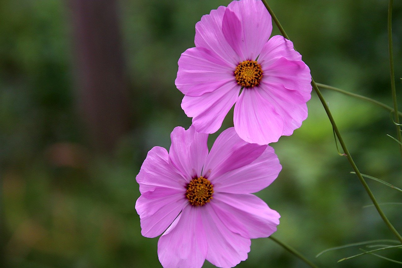 How Gardening Can Help Combat Climate Change?